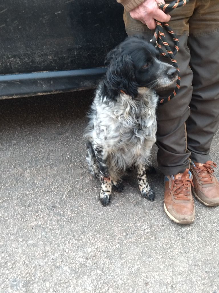 Les brumes du rocher - Jojo grand chien de chasse !!!