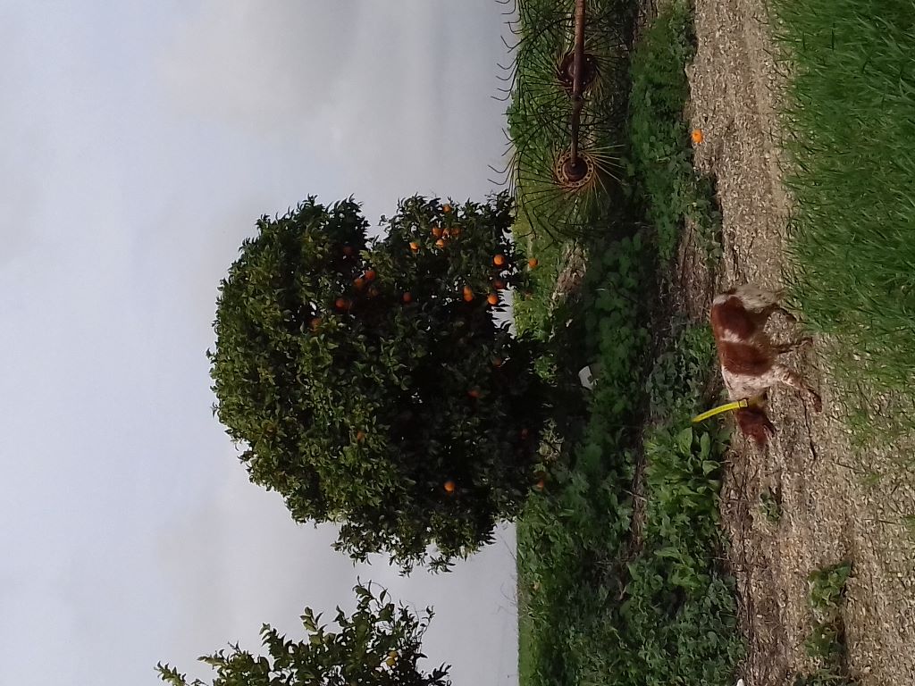 Les brumes du rocher - Andalousie 2020 entrainement de nos chiens sur perdrix rouge