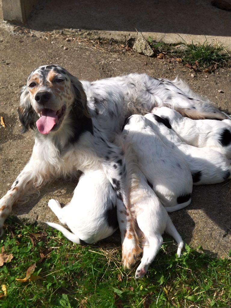 chiot Setter Anglais Les brumes du rocher