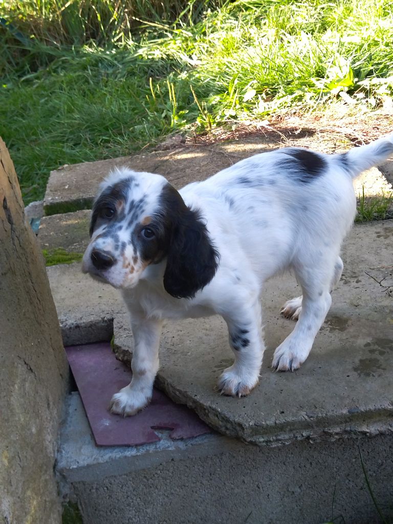 Les brumes du rocher - Chiot disponible  - Setter Anglais