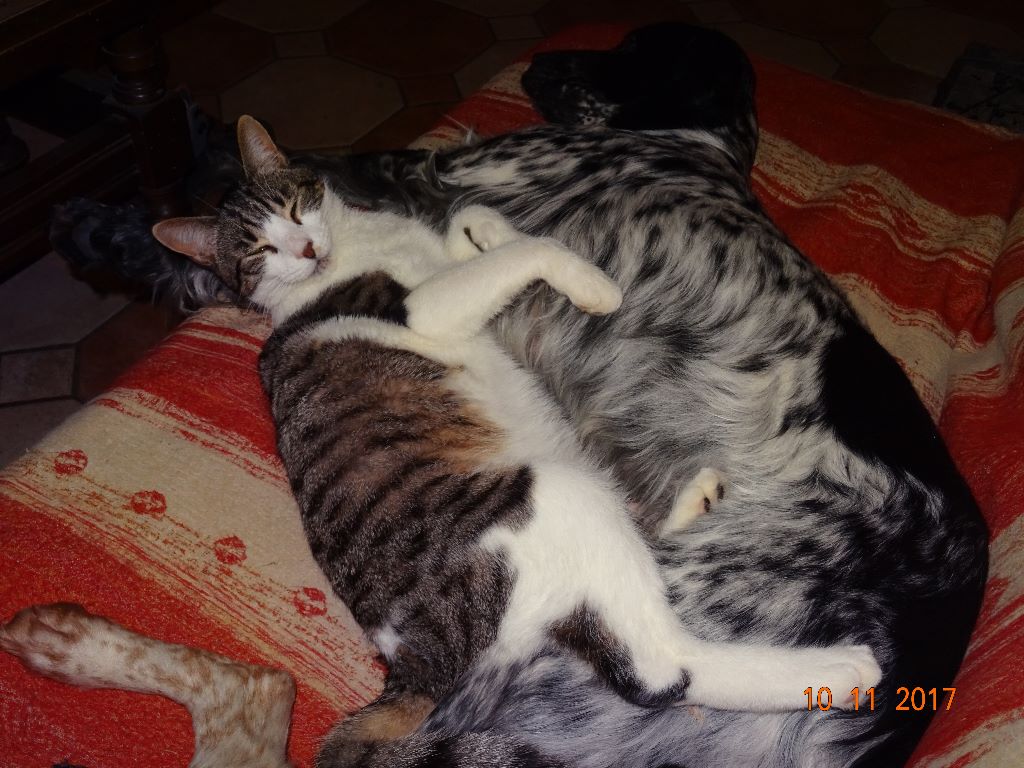 Les brumes du rocher - Moustic et Livia