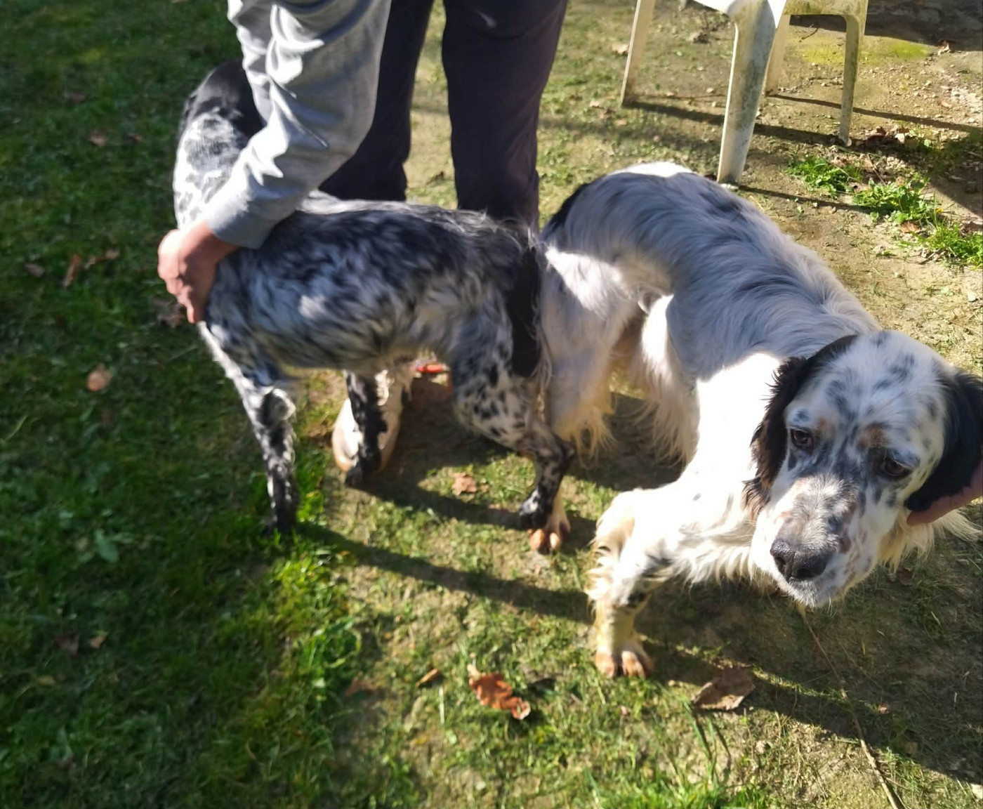 Saillie ce jour de Samoa x Sya des chiots à venir chez Mr Garrigues dans l'aveyron