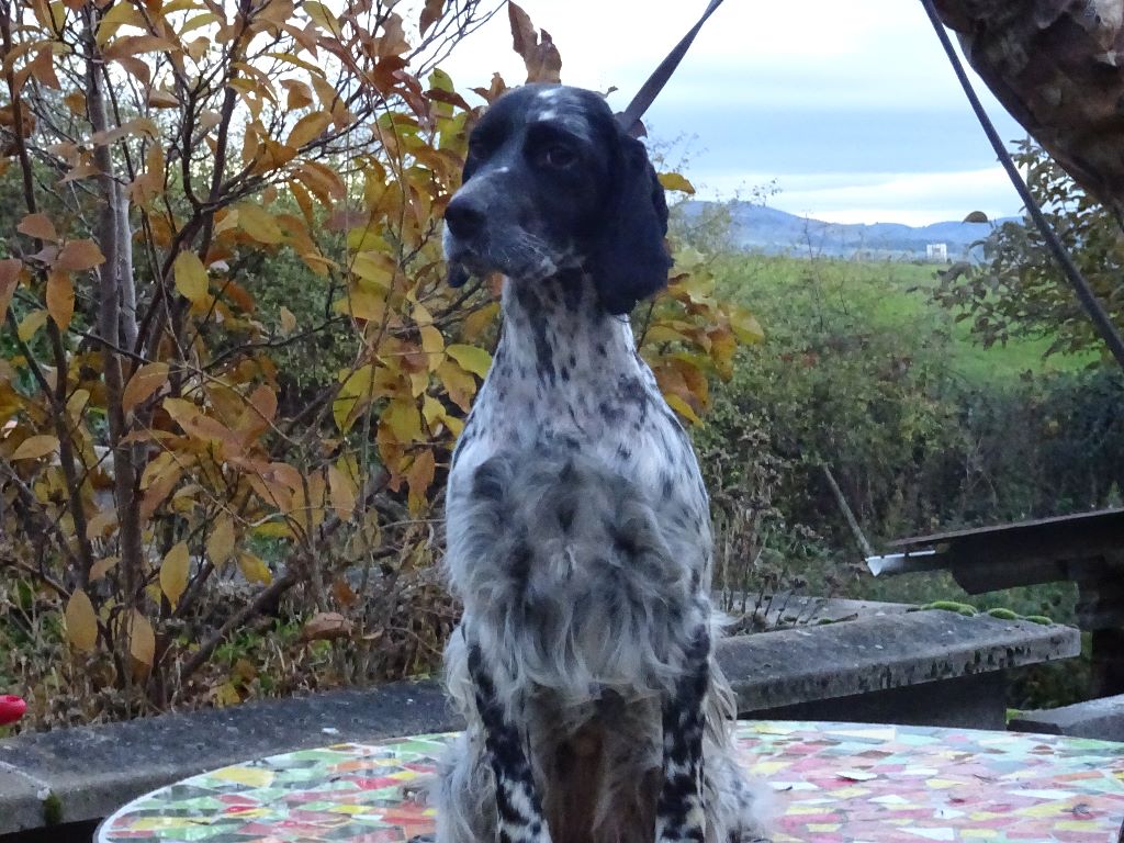 Les brumes du rocher - Demain chasse pour Nessy