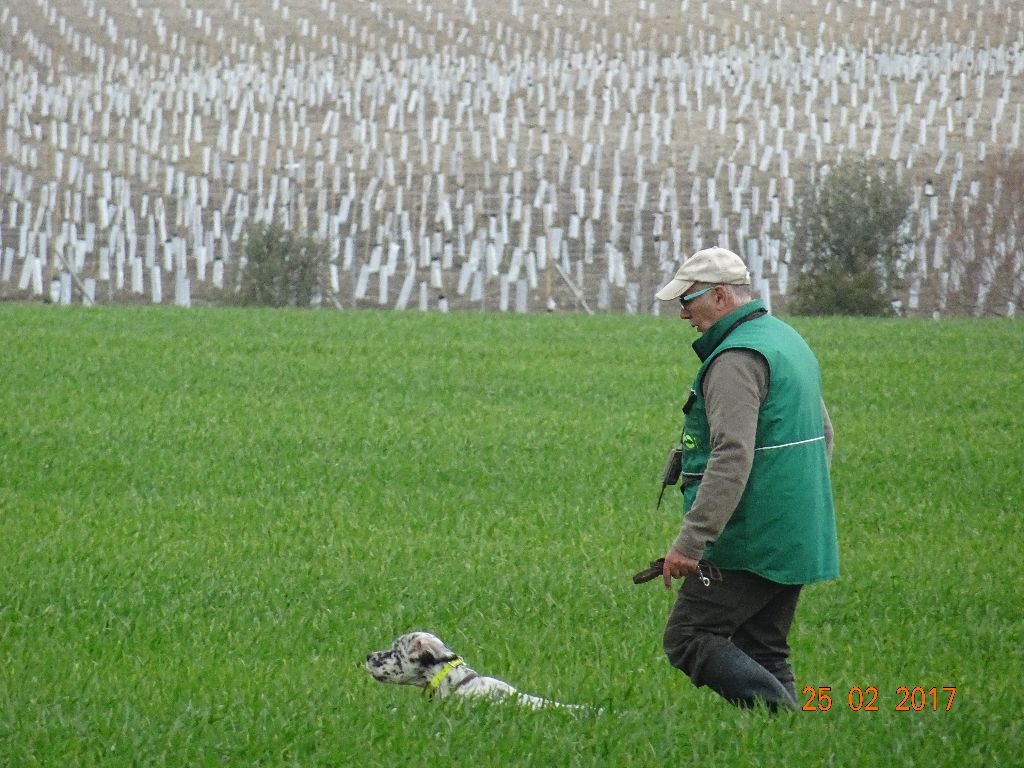 Les brumes du rocher - Cadeau de Gang pour mes 60 ans perdreaux sauvages andalousie
