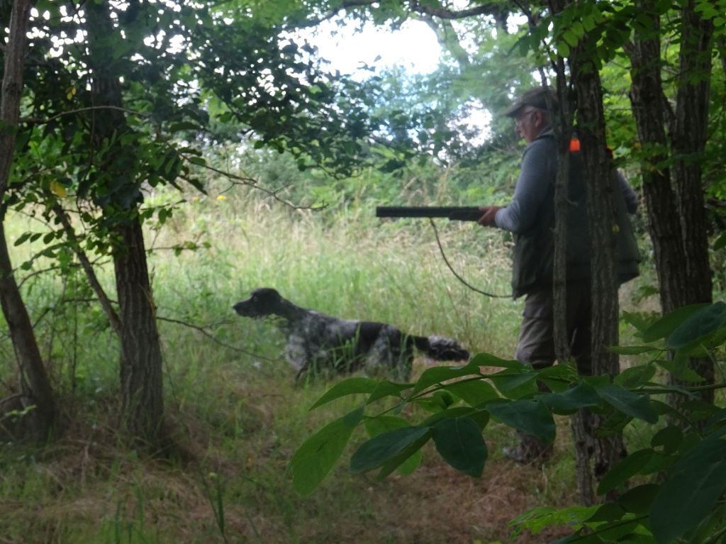 Les brumes du rocher - une femelle 5 ans a vendre chasse