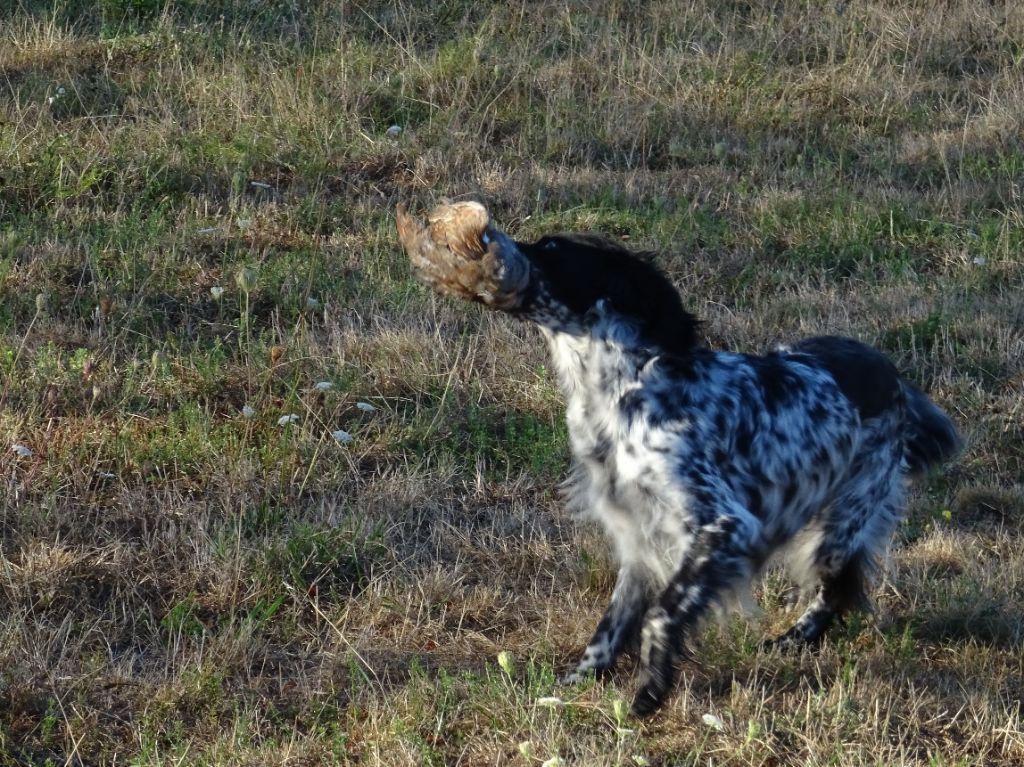 Les brumes du rocher - chienne de chasse !!!