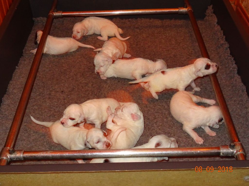Les brumes du rocher - belle portée 6 femelles et 4 males 15 jours