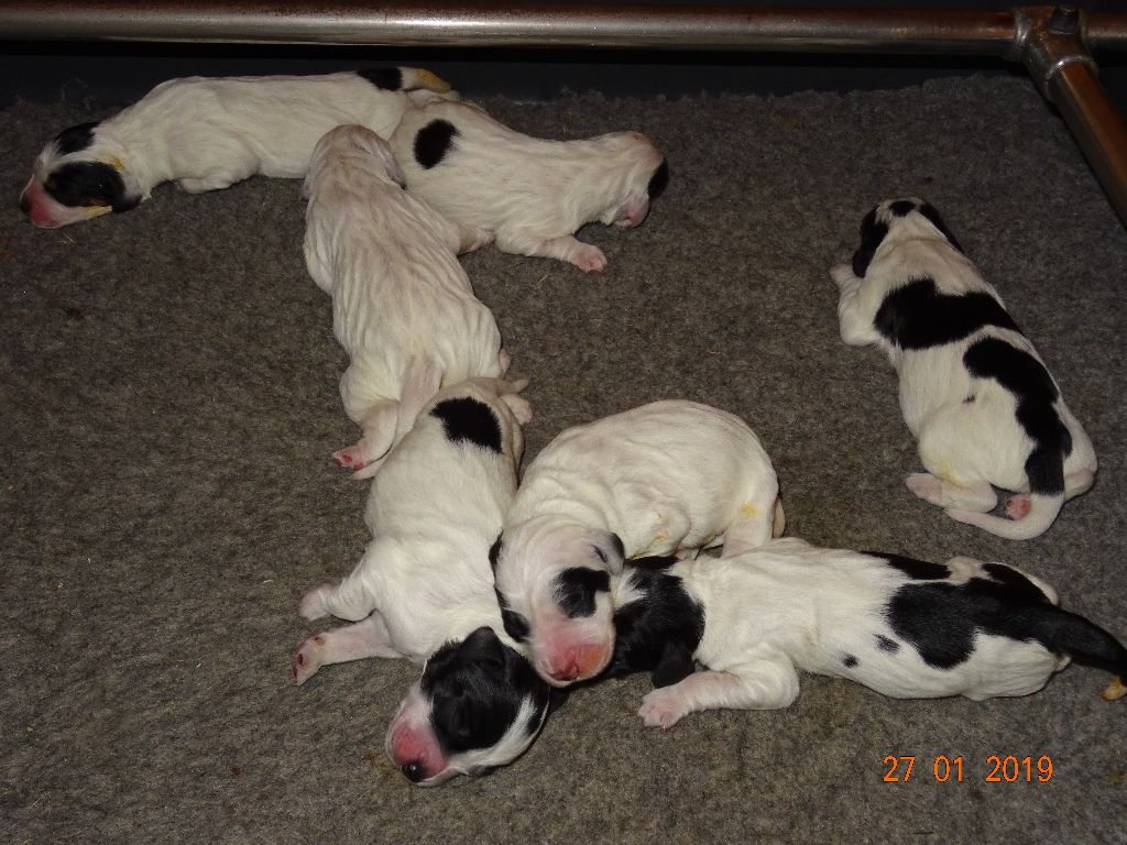 Les brumes du rocher - chiots en pleine forme !!4 males blue 2 femelles blue 1 tricolore