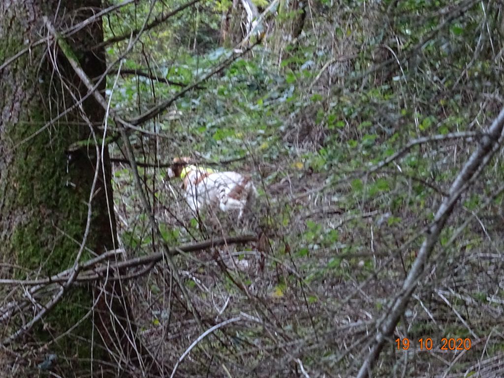 Chasse au bois bécasse